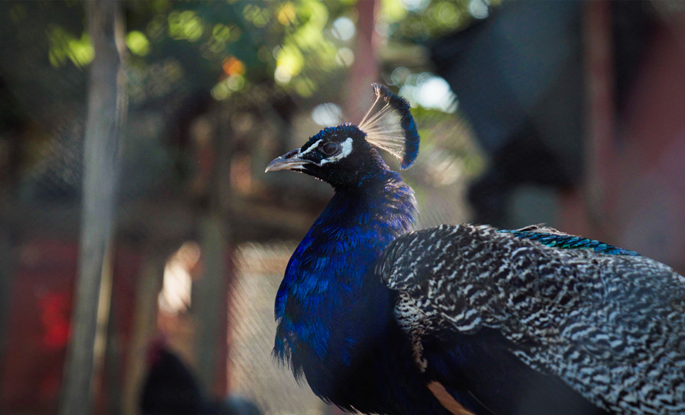 Agriturismo Lillastro Roselle Grosseto – Servizi video di promozione turistica per agriturismi e ristorazione a cura di Luca Faccini